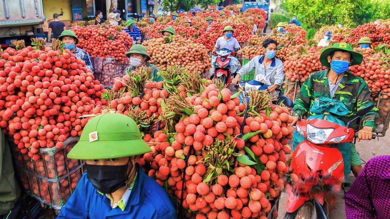 Lychee harvesting in Luc Ngan, Vietnam